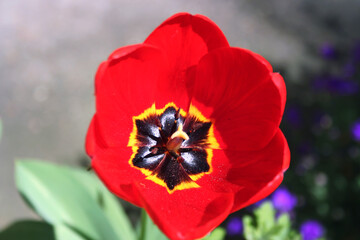 Red and yellow tulips