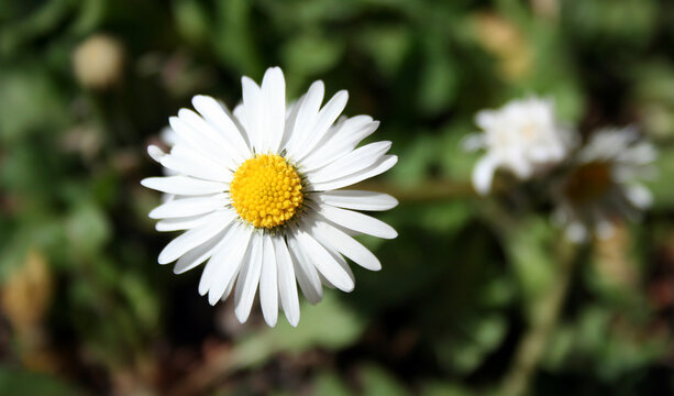 White daisy flower macro