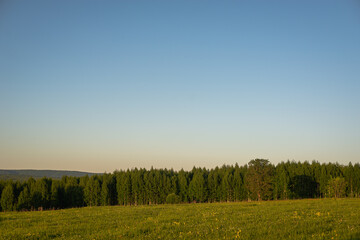 Green field of trees at sunset in summer.