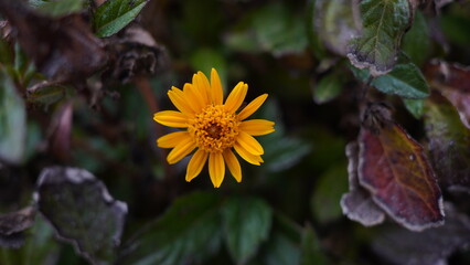 orange flower, macro