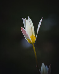 Obraz premium wild tulip in a meadow in spring