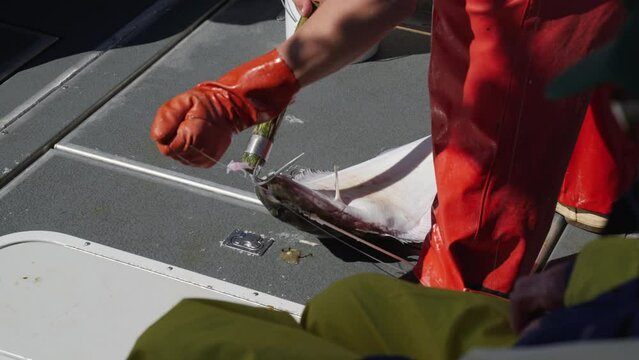 Hook pulled from halibut in slow motion