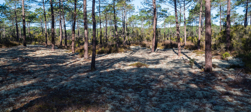 Forest massif at Carcans Plage, pine forest near Lacanau, on the French Atlantic coast