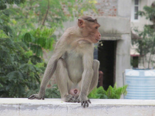 Monkey sitting on wall of a house