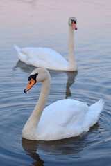 Fototapeta na wymiar two white swans on the lake