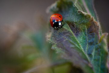 red ladybird on a leaf,  macro photography