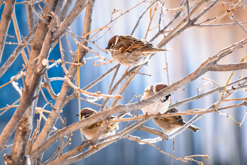 Tree branches and sparrow bird.