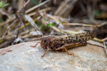 Grasshopper on rock