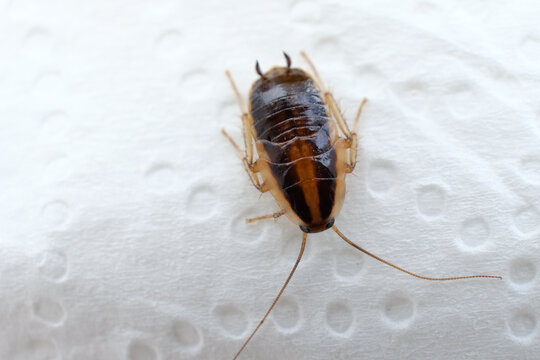 Selective focus on a cockroach, cockroach eating on a white napkin.