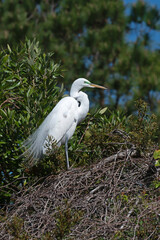 Great Egret standing at its nest during mating season.