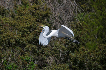 Great Egret flying, carrying a stick for building a nest during mating season.