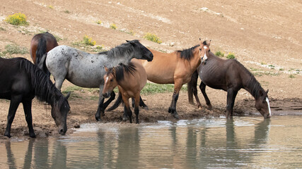 Obraz na płótnie Canvas Mustang wild horses squeezing for position at the waterhole in the Pryor Mountains in Wyoming United States