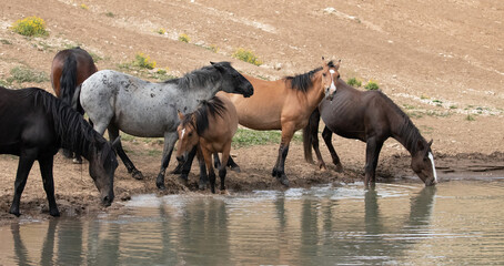 Herd of wild horses jostling at the waterhole in the Pryor Mountains wild horse range in Montana...