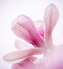 magnolia flower with rain drops