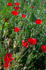 Obraz premium red poppies in the field