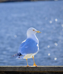 seagull on the pier