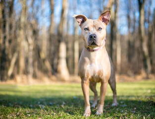 A fawn colored Pit Bull Terrier mixed breed dog with large ears