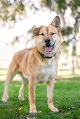 Naklejka na ściany i meble A mixed breed dog with one folded ear and one straight ear standing outdoors