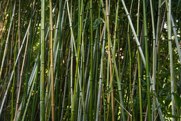 Bamboo branches background shot