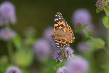 Fototapeta na wymiar Painted Lady (Vanessa cardui) butterfly extracting nectar from Water Mint (Mentha aquatica)