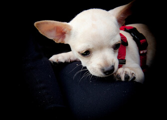 Small sized dog resting photographed on a black background