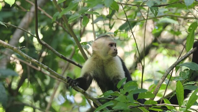 a panamanian white-faced capuchin in a tree at manuel antonio national park in costa rica
