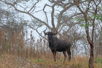 Wildebeest in early morning standing in Barberton South Africa RSA