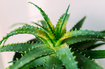 Aloe Vera Pflanze für natürlicheGesundheit und  schöne weiche Haut 