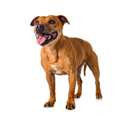 staffordshire bull terrier