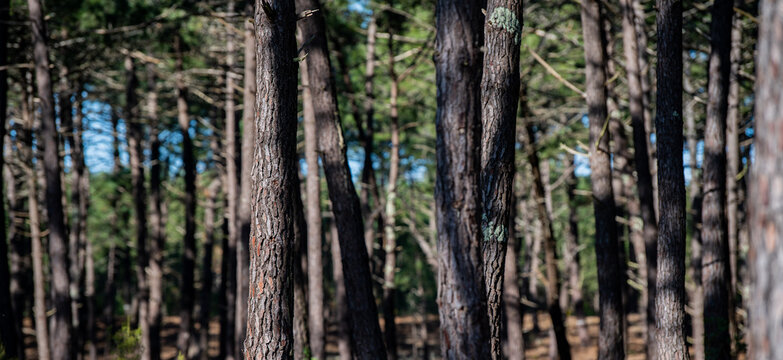 Forest massif at Carcans Plage, pine forest near Lacanau, on the French Atlantic coast