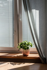 View of the windowsill indoor pelea plant in the rays of the sun.