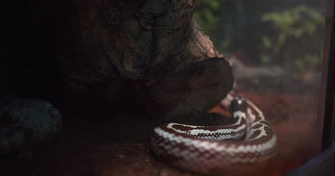 1 a brown white snake next to a tree in an aquarium behind glass