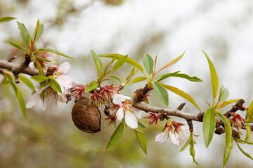 close up of almond tree in bloom with fruit from the previous year with copyspace