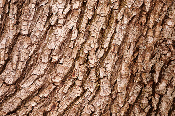 Obraz premium The bark of an old tree. Texture. Close-up. 