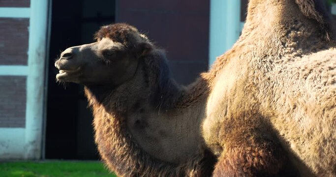 1 a large two-humped camel up close chews food and looks at the camera