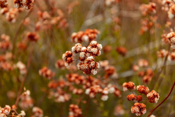 red and white flowers shallow depth of field