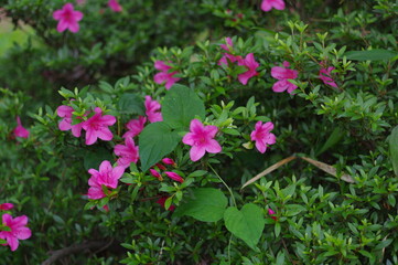 ピンク色のツツジの花