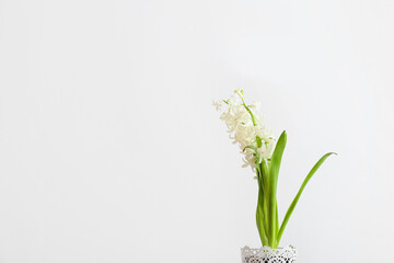 Pot with beautiful hyacinth plant on light background