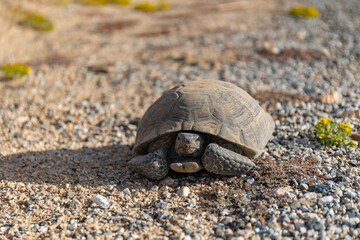 tortoise sitting on gravel