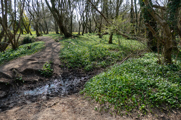 Bärlauch Landschaft