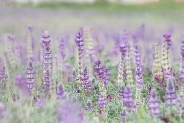 Fototapeta premium Purple Lupines Blossoming in Spring