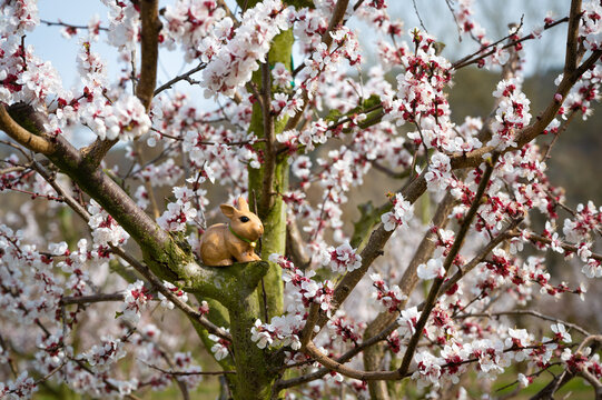 Spielzeugosterhase im Blütenm,eer eines Marillenbaumes