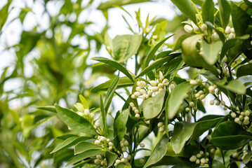 Flower of satsuma orange, on the branch