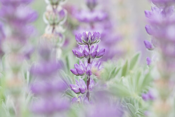 Purple Lupines blossoming in Spring
