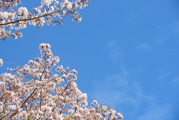 Cherry blossoms and blue sky, Sakura