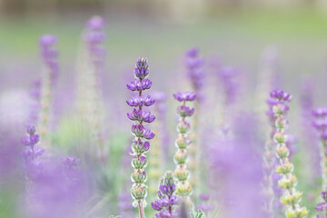 Purple Lupines blossoming in Spring