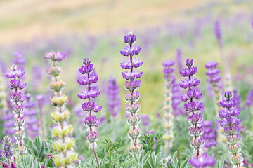 Purple Lupines Blossoming  in Spring