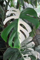  Tropical White Green Monstera Variegata with Half Green, Half White Leaves. Exotic tropical plants photo