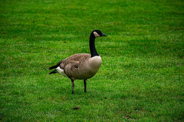 country goose branta canadensis in Canada