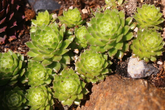 Sempervivum arachnoideum LEMON BABIES 2008 Volkmar Schara rojnik pajęczynowaty succulent cactus